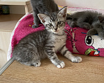 Кошки в Новороссийске: Котятки в добрые руки!!! Разнополые, Бесплатно - фото 6
