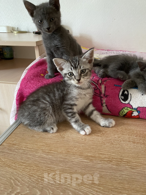 Кошки в Новороссийске: Котятки в добрые руки!!! Разнополые, Бесплатно - фото 6