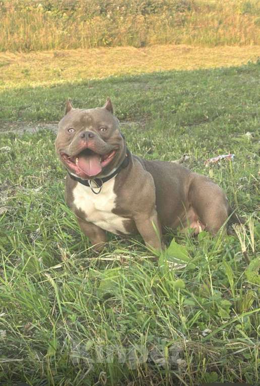 Собаки в Коломне: Вязка с сукой Мальчик, Бесплатно - фото 1