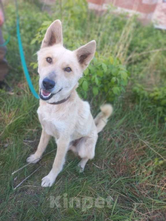 Собаки в Мензелинске: Отдам в добрые руки Мальчик, Бесплатно - фото 3