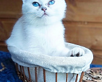 Кошки в Москве: Британский котенок золотистая шиншилла колор-пойнт мальчик Мальчик, 15 000 руб. - фото 4