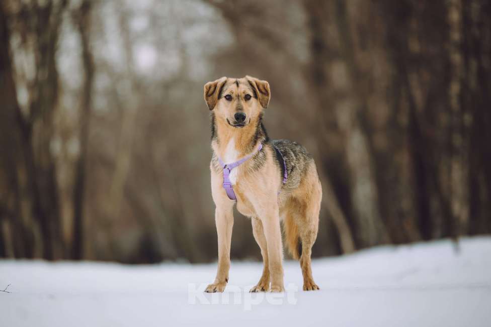 Собаки в Москве: Собака в добрые руки Девочка, Бесплатно - фото 3