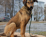 Собаки в Москве: Фиеста Девочка, Бесплатно - фото 3