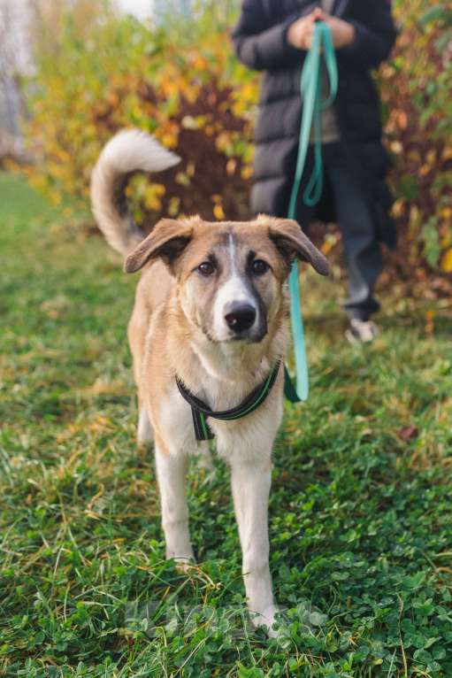 Собаки в Москве: Идеальная собака для людей без опыта Девочка, Бесплатно - фото 5