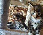Кошки в Лянторе: Котенок мейнкун, 30 000 руб. - фото 3
