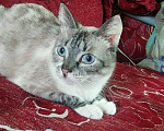 Кошки в Ливны: Кошечка Эльза в дар, 100 руб. - фото 2