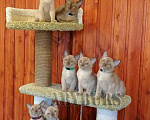 Кошки в Советске (Калининградская область): Бурманские котята, 40 000 руб. - фото 2