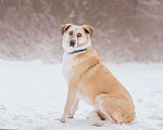 Собаки в Москве: Нежный Плюш в добрый руки Мальчик, Бесплатно - фото 4