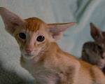 Кошки в Обнинске: Котята, 1 руб. - фото 1