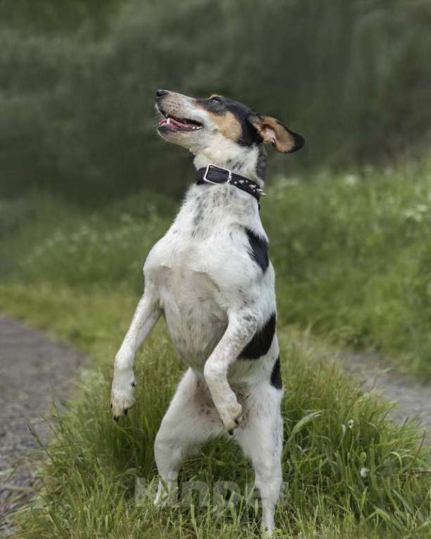 Собаки в Москве: Гладкошерстный фокстерьер Линда в добрые руки Девочка, Бесплатно - фото 2