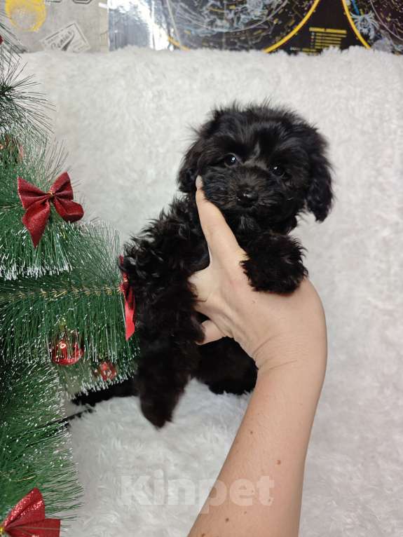 Собаки в Москве: Мальтипу девочка black 🖤 Девочка, 89 000 руб. - фото 1