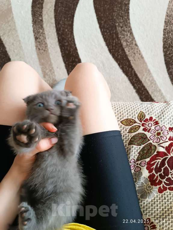 Кошки в Ижевске: Шотландские вислоухие котята Девочка, 1 000 руб. - фото 2