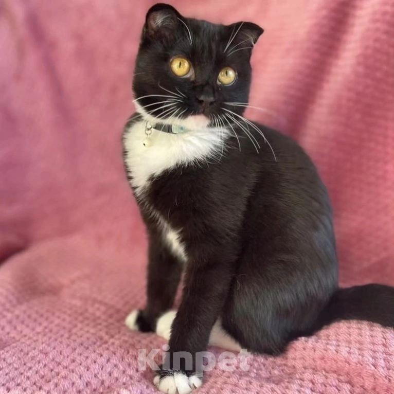 Кошки в Москве: Котик Фигаро в поисках семьи Мальчик, Бесплатно - фото 3