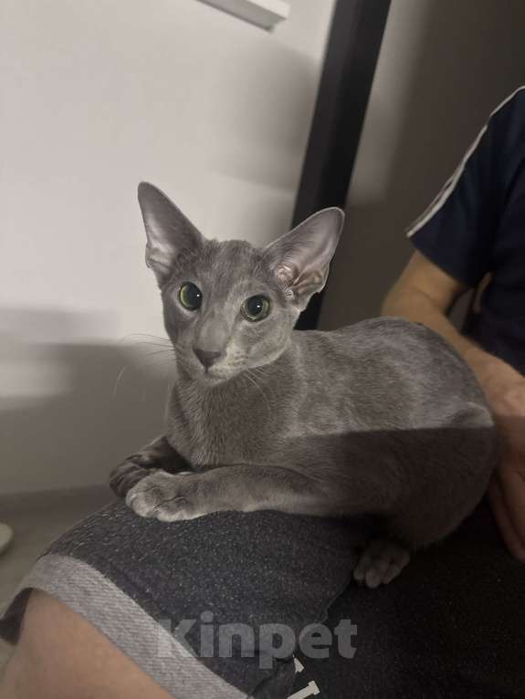 Кошки в Москве: Мальчик Мальчик, 45 000 руб. - фото 2