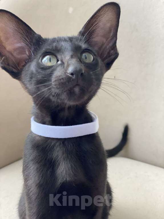 Кошки в Анапе: Ориенталочка  Девочка, 80 000 руб. - фото 2