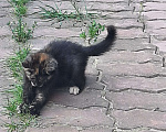Кошки в Москве: Я еще без имени Девочка, Бесплатно - фото 8