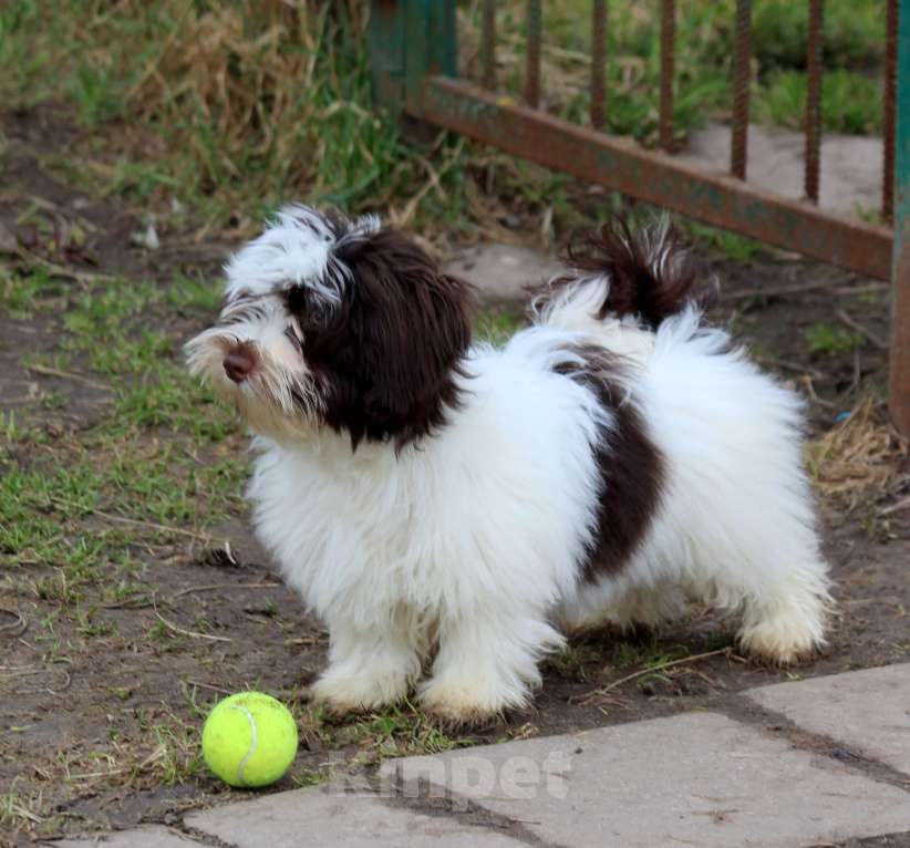 Собаки в других городах Московской области: щенок породы Хаванез на продажу Мальчик, 130 000 руб. - фото 4