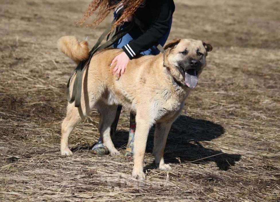 Собаки в Москве: Отличный парень Бублик в поиске дома и семьи! Мальчик, 10 руб. - фото 1