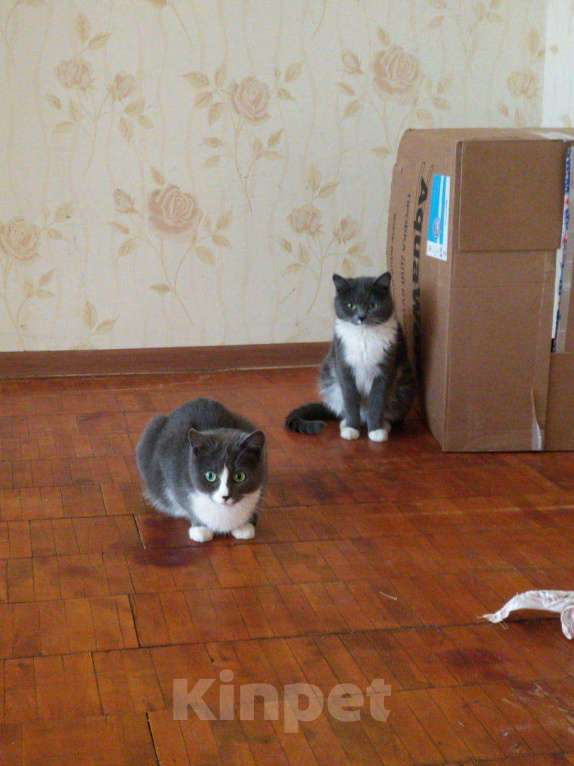 Кошки в Советске (Калининградская область): Две Муси, 1 руб. - фото 1