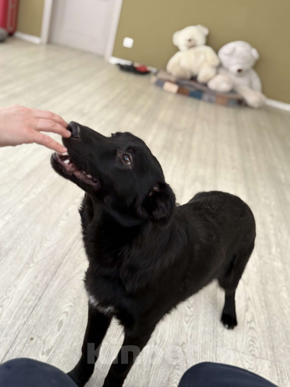 Собаки в Москве: Обаятельный Джерик ищет дом!  Мальчик, Бесплатно - фото 4