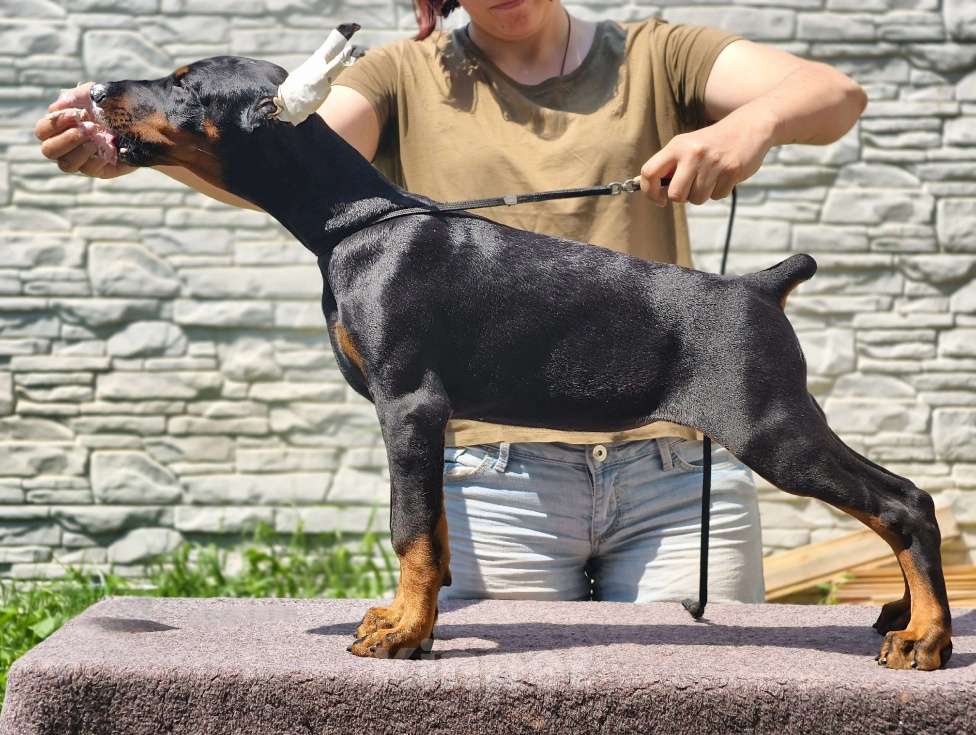 Собаки в Курске: Доберманы РКФ Девочка, Бесплатно - фото 5