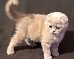 Кошки в Санкт-Петербурге: Шотландский котенок Девочка, 40 000 руб. - фото 2