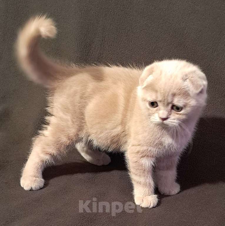 Кошки в Санкт-Петербурге: Шотландский котенок Девочка, 40 000 руб. - фото 2