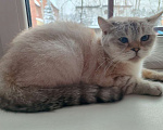 Кошки в Москве: Британские и шотландские коты и кошки Девочка, 3 000 руб. - фото 2