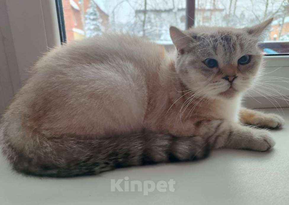 Кошки в Москве: Британские и шотландские коты и кошки Девочка, 10 000 руб. - фото 2