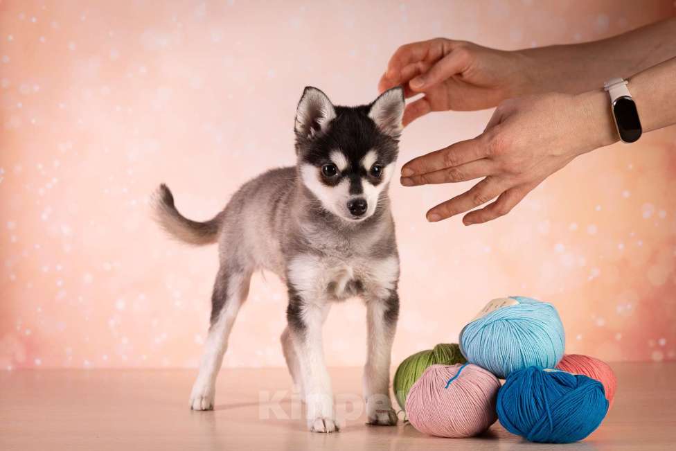 Собаки в других городах Московской области: Очаровательная малышка той размера Девочка, 400 000 руб. - фото 3