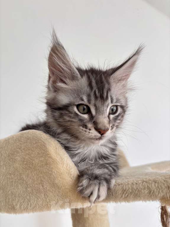 Кошки в Калининграде: Чистокровный котенок Мэйкун / ns22 Мальчик, 45 000 руб. - фото 3