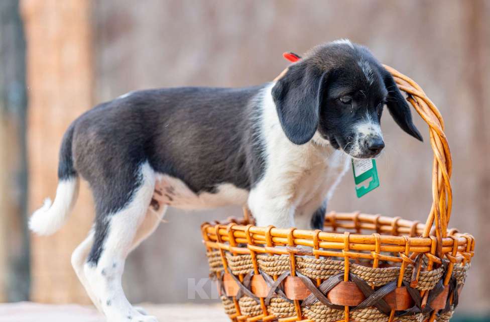 Собаки в Москве: Каспер Мальчик, Бесплатно - фото 3