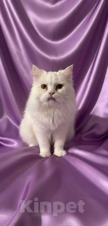 Кошки в Москве: Крупная белая кошка Шаня в добрые руки Девочка, 10 руб. - фото 1