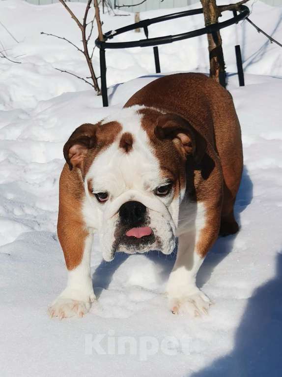 Собаки в других городах Московской области: Очаровательная девочка английского бульдога Девочка, 60 000 руб. - фото 2