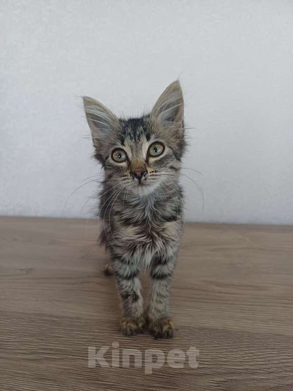 Кошки в Краснодаре: КРАСНОДАР! ИЩЕМ ДОМ ДЛЯ КАТЕНКА❣️ Девочка, Бесплатно - фото 3