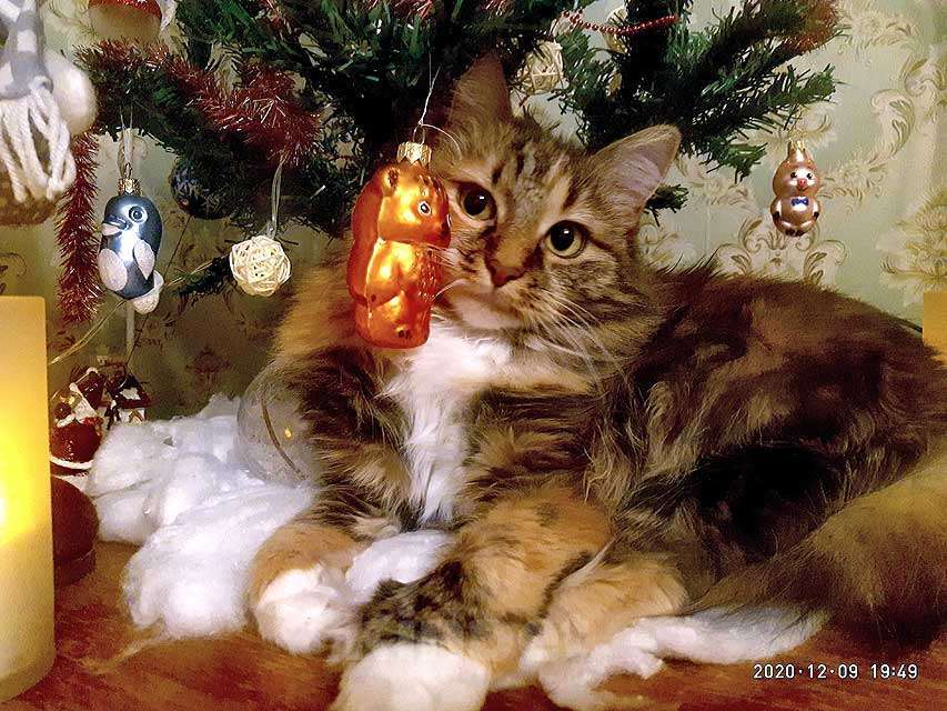 Кошки в Москве: Домашняя трехцветная кошечка Дэлька в добрые руки Девочка, 10 руб. - фото 6