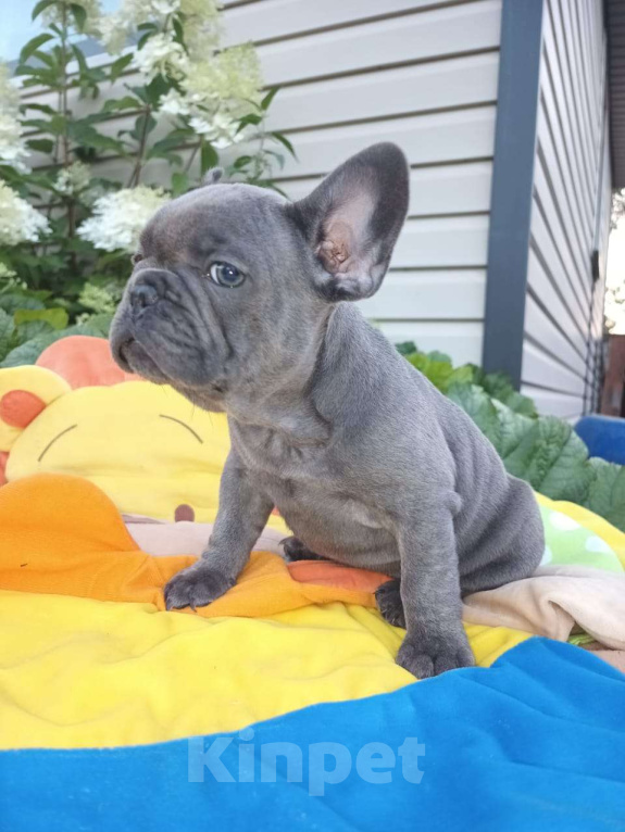 Собаки в других городах Ленинградской области: Щенки Французского бульдога  Мальчик, 50 000 руб. - фото 2