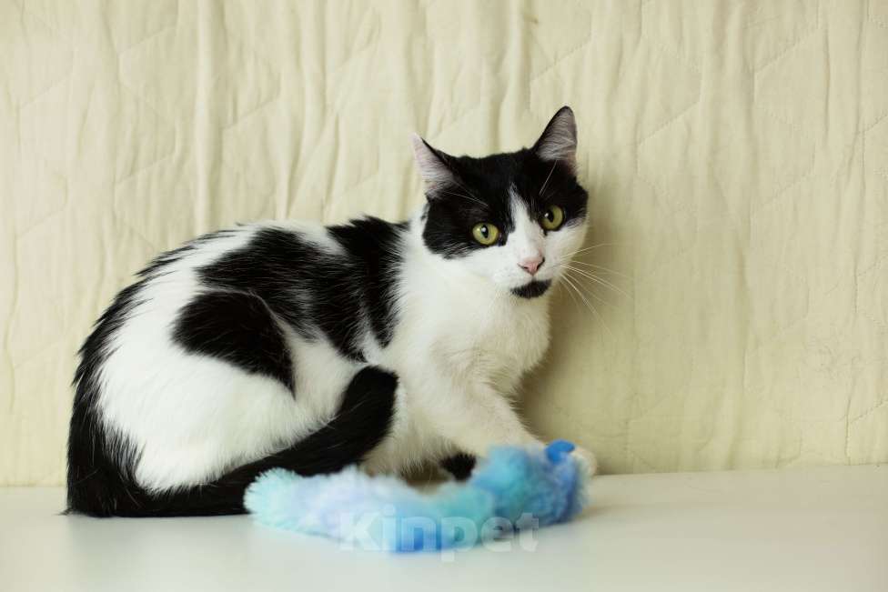 Кошки в Москве: Илюша ищет любящих хозяев Мальчик, Бесплатно - фото 4