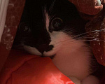 Кошки в Краснодаре: Пропала кошечка!!! Девочка, 5 000 руб. - фото 3