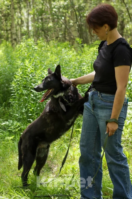 Собаки в Ногинске: Нежный Техас готов подарить сердце в обмен на любовь Мальчик, Бесплатно - фото 5
