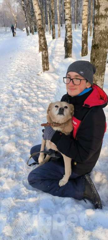 Собаки в Москве: Молодая маленькая Бэлла в добрые руки! Девочка, Бесплатно - фото 8