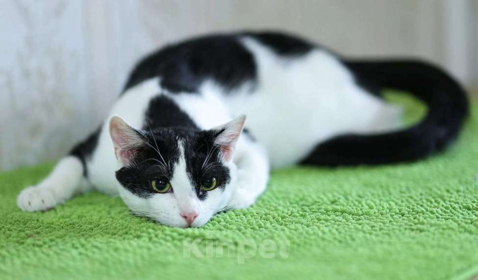 Кошки в Москве: котик очень хочет стать домашним любимцем Мальчик, Бесплатно - фото 2