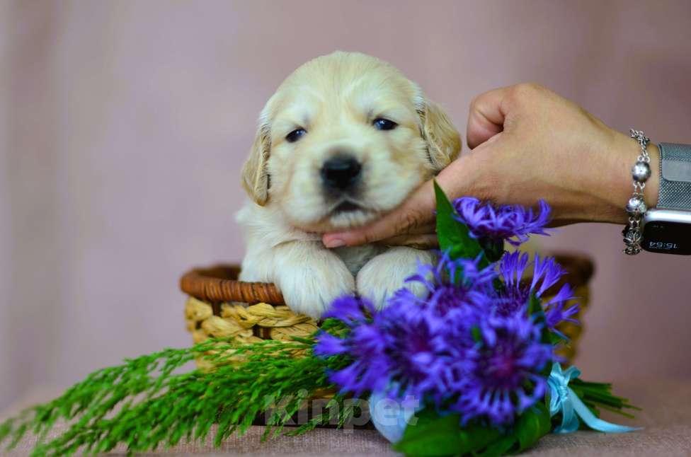 Собаки в Таганроге: Золотистый ретривер. Щенок. Девочка. Девочка, 120 000 руб. - фото 4