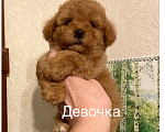 Собаки в Москве: Той- пудель девочки Девочка, 70 000 руб. - фото 4