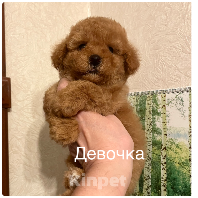 Собаки в Москве: Той- пудель девочки Девочка, 70 000 руб. - фото 4