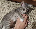 Кошки в Кемерово: Котята Разнополые, Бесплатно - фото 3