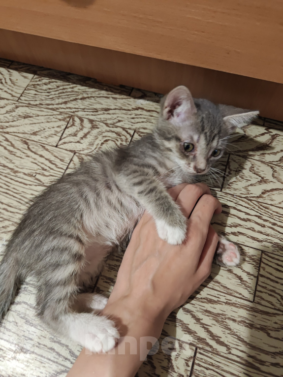Кошки в Кемерово: Котята Разнополые, Бесплатно - фото 3