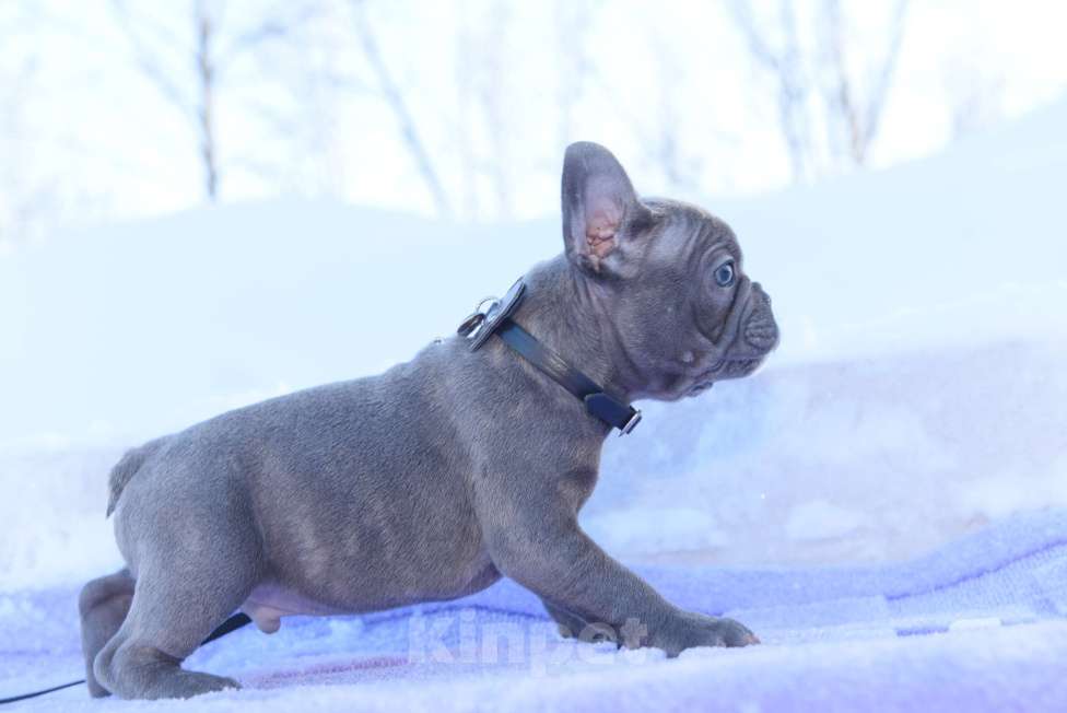 Собаки в Москве: Голубой тигр мальчик Мальчик, 60 000 руб. - фото 6