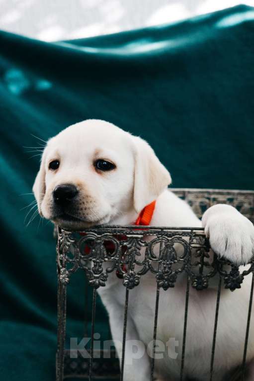 Собаки в Москве: Лабрадор-ретривер, щенок Девочка, Бесплатно - фото 3