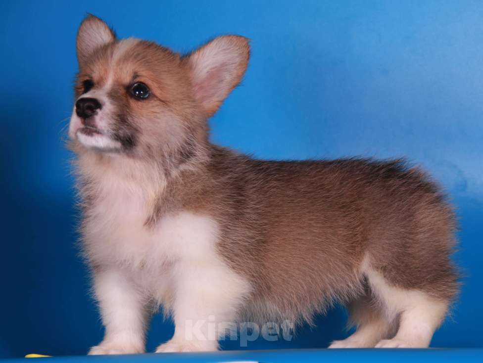 Собаки в Москве: вельш корги пемброк Девочка, 80 000 руб. - фото 4